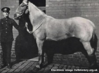 Photo - The horse Gertie
